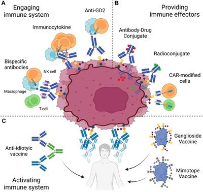 Biology of GD2 ganglioside: implications for cancer immunotherapy